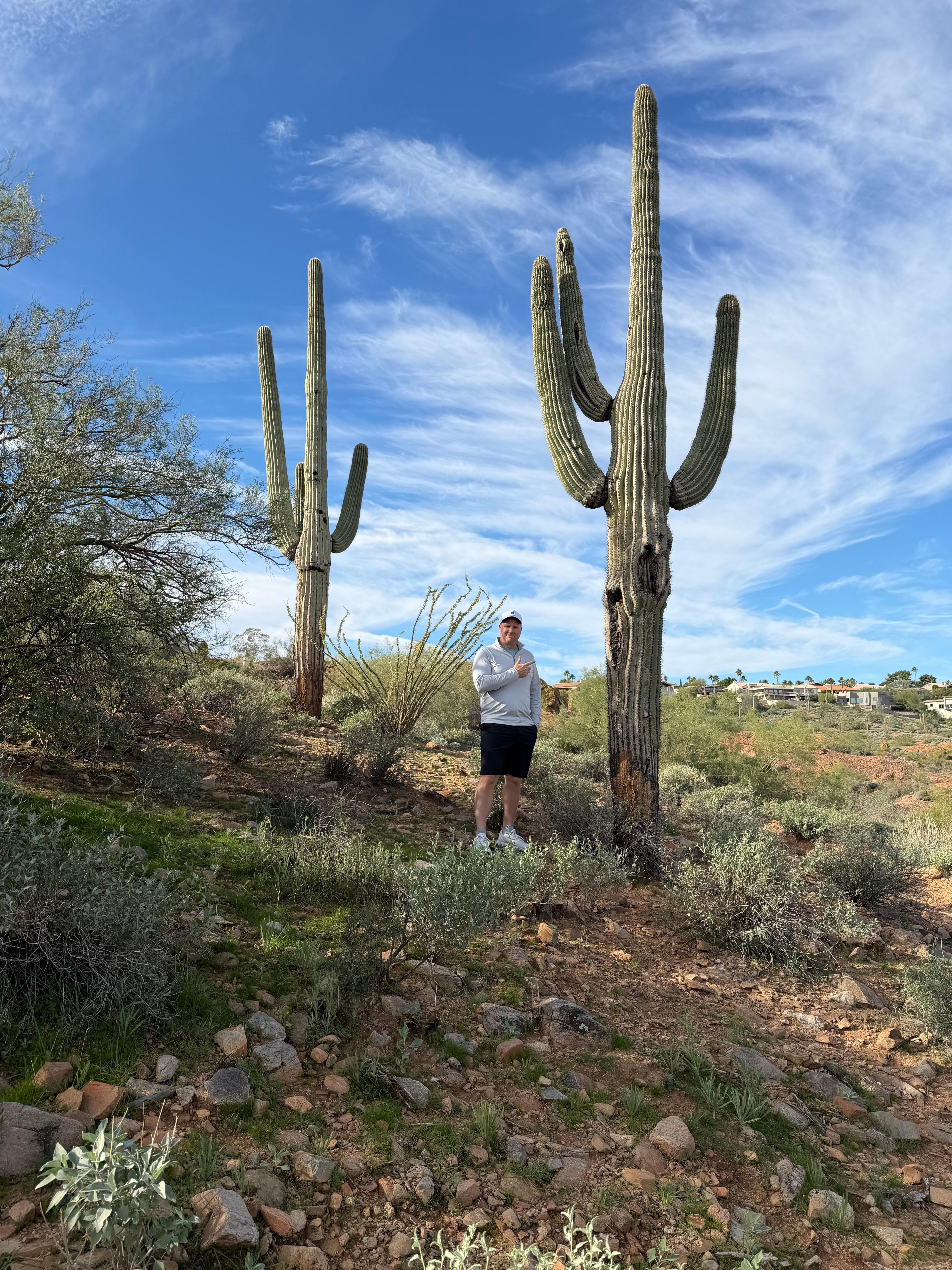 Saguaro cactus in Fountain Hills Botanical Garden