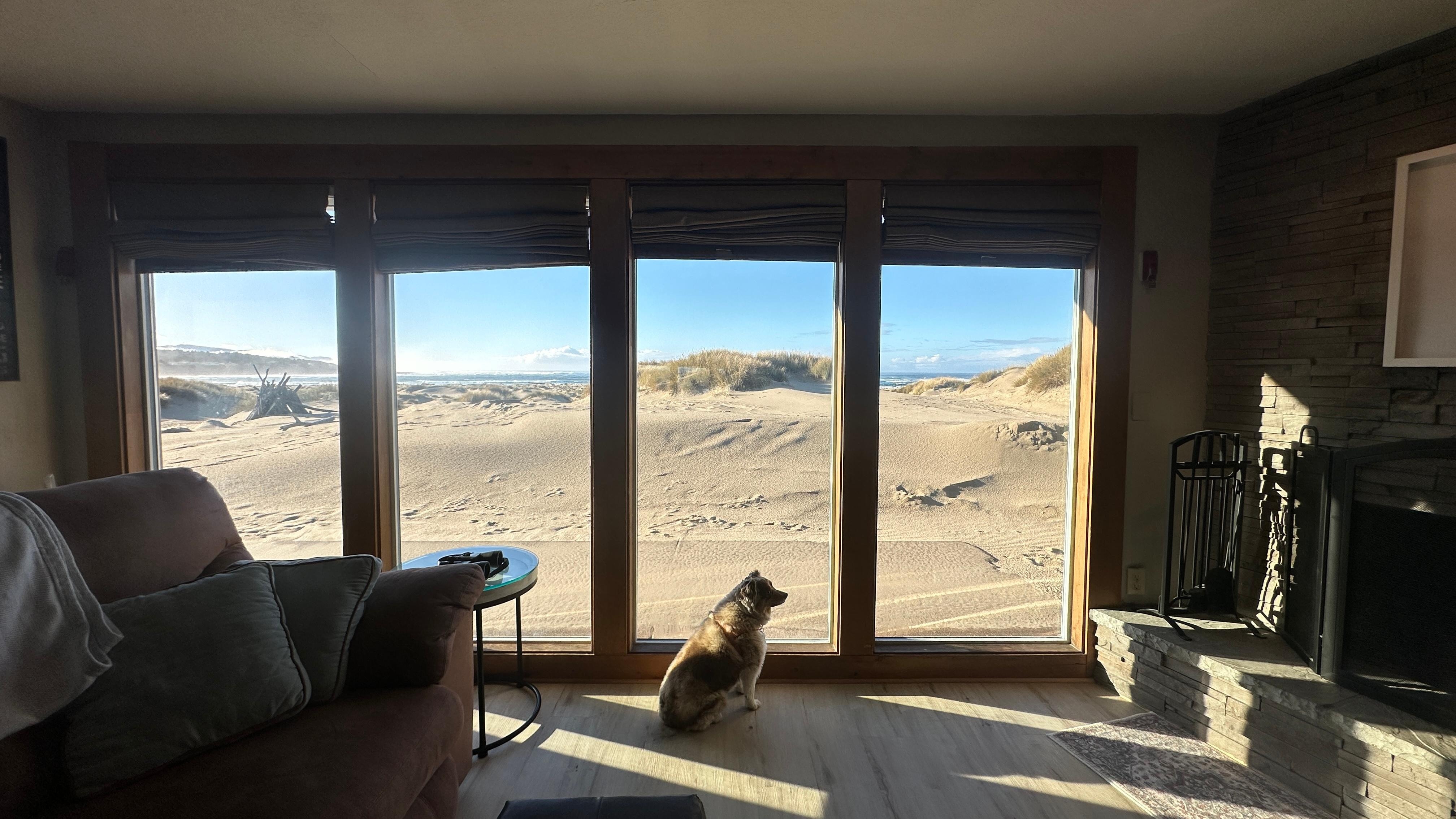 Our fur pet patiently waiting for her walk