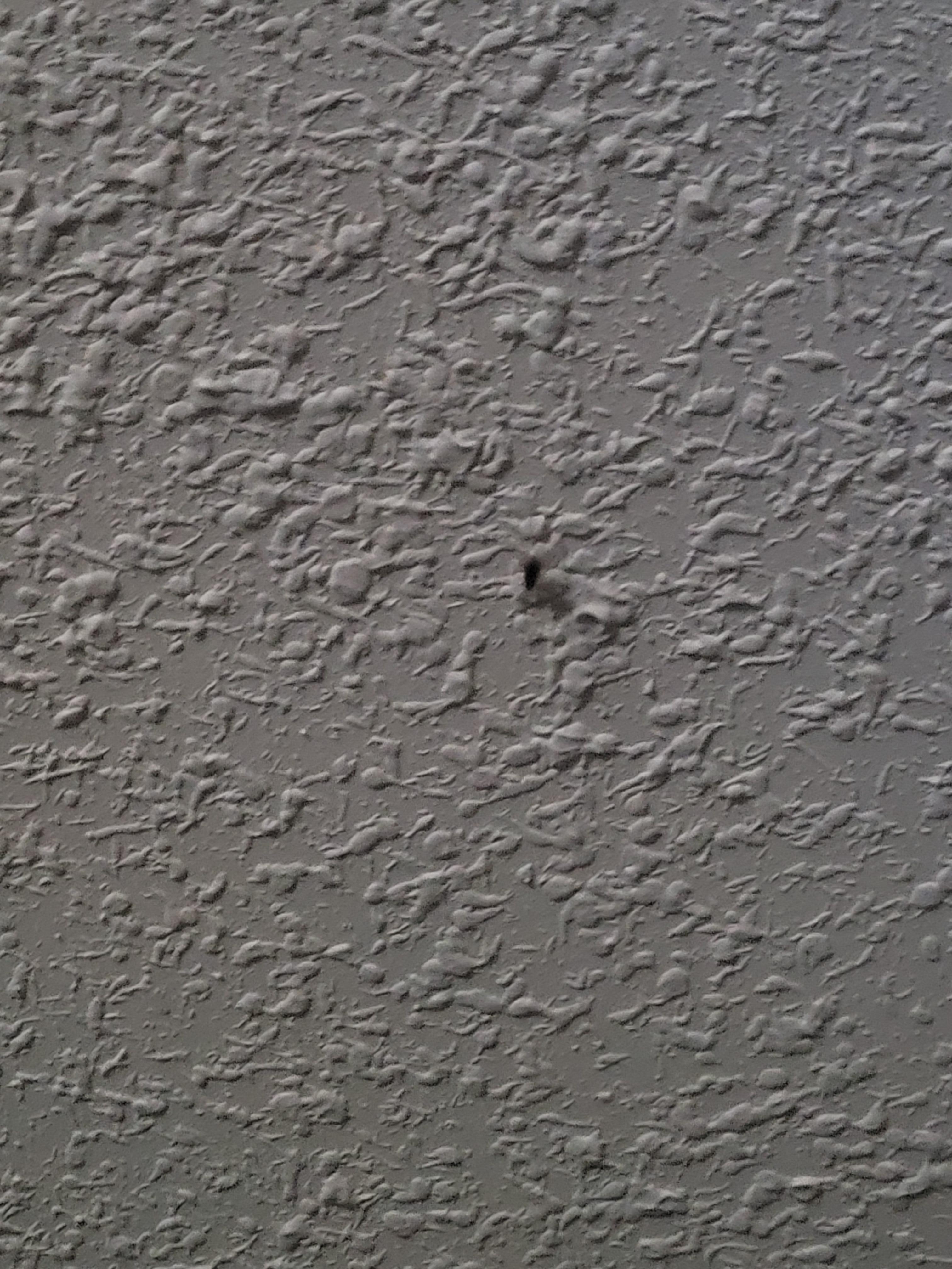 Roach on the ceiling. 
