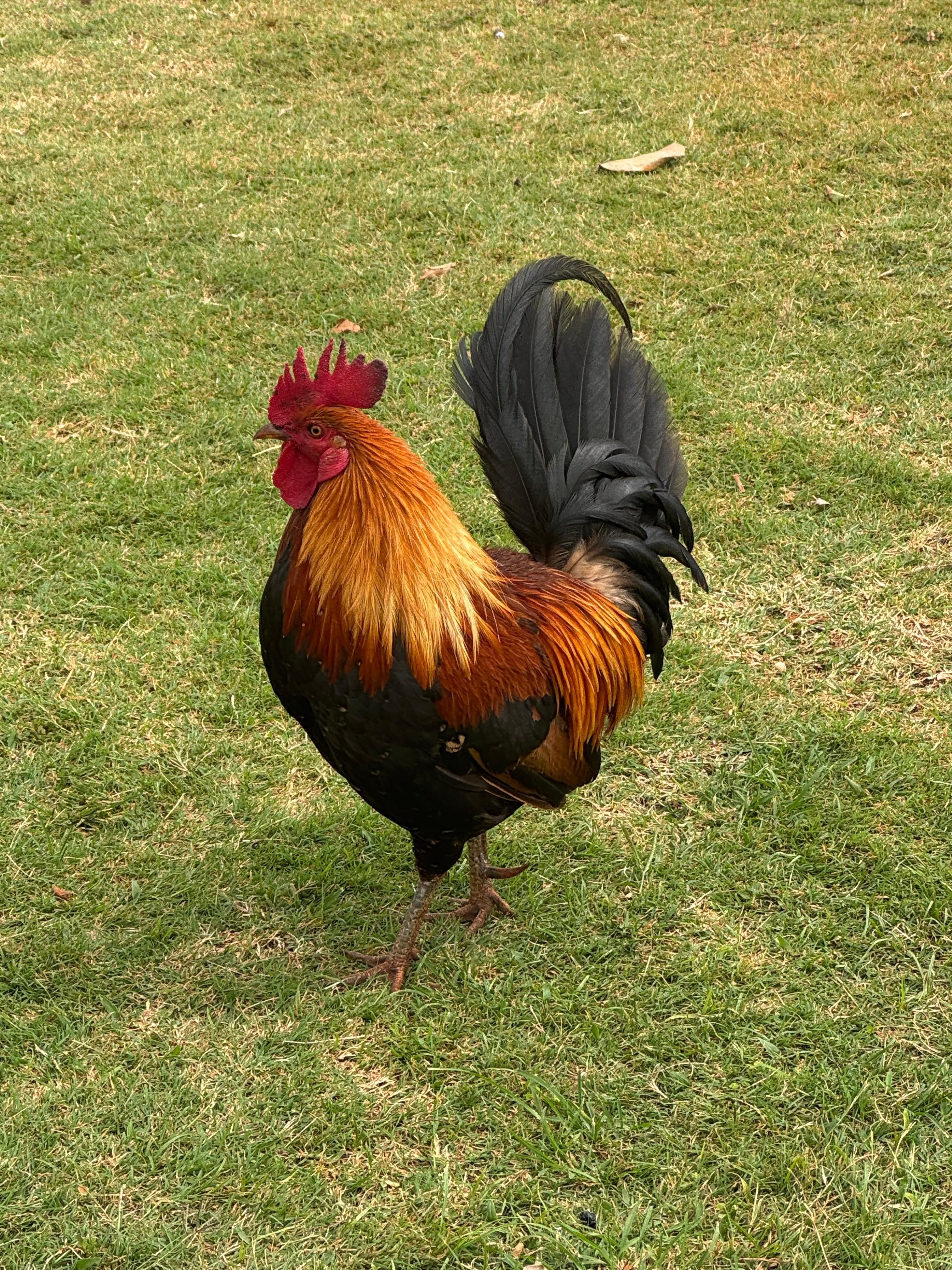 Chicken in the yard