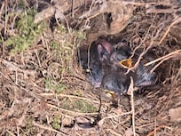 Birds nest in old grill