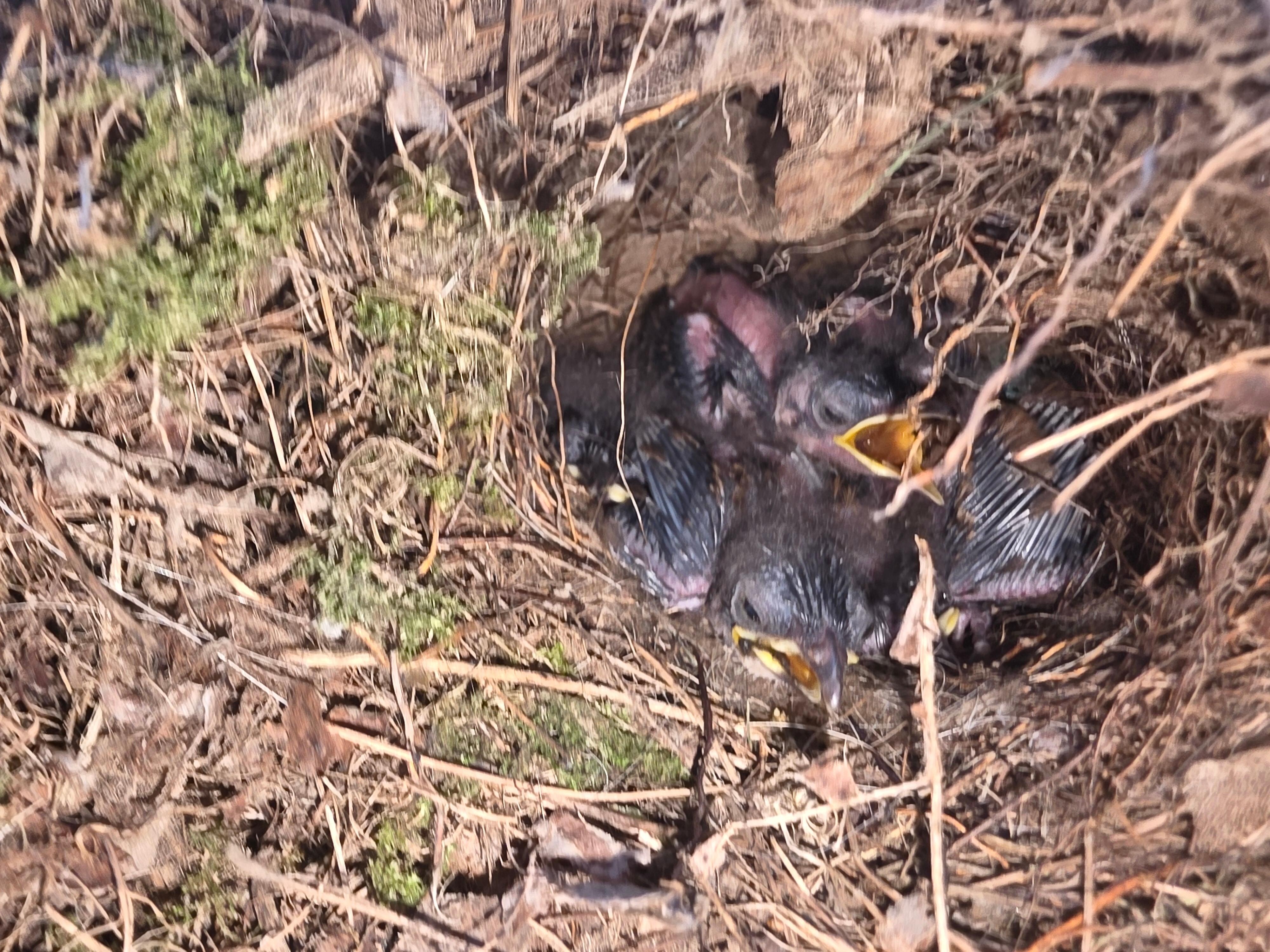 Birds nest in old grill
