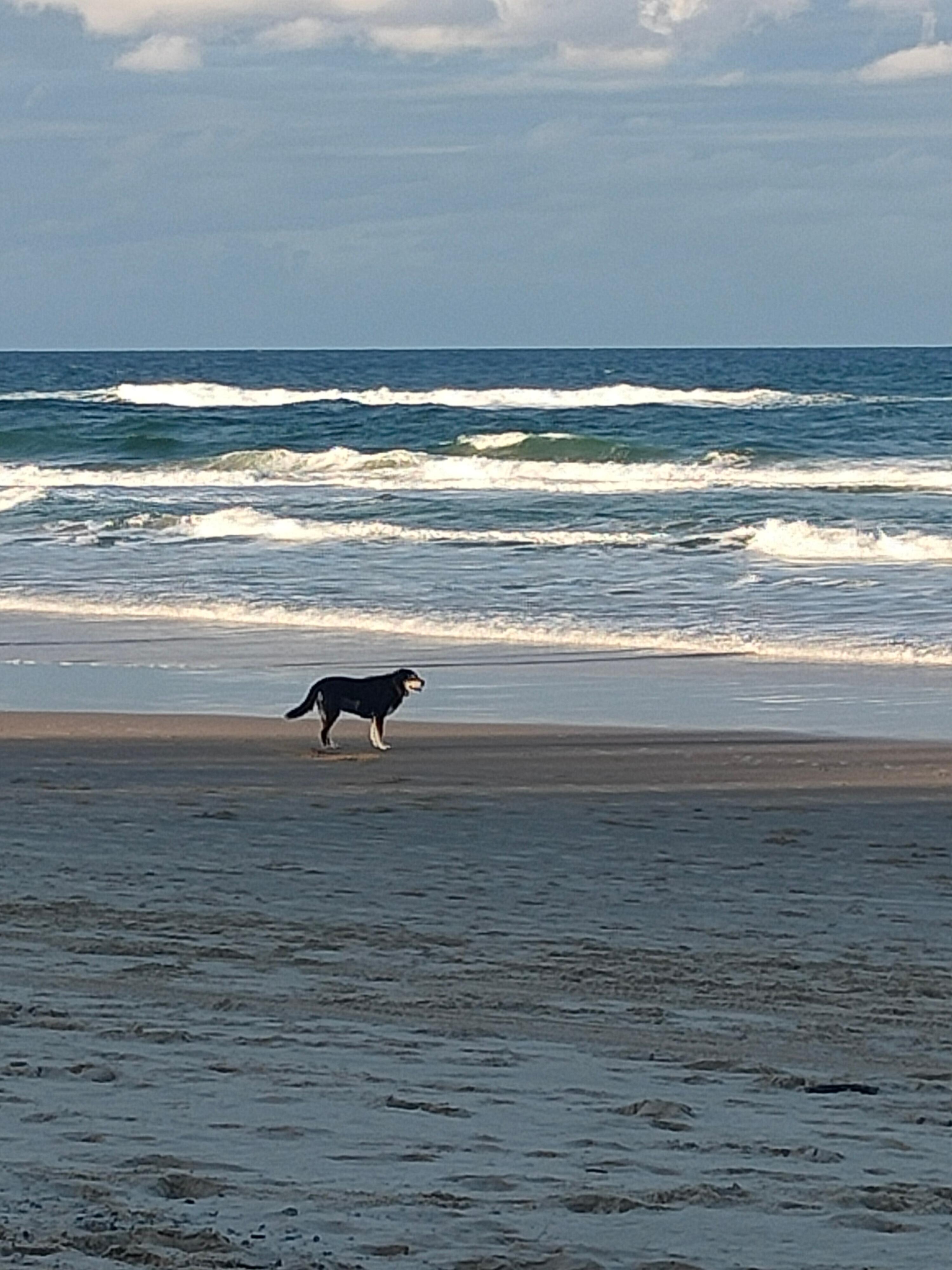 Dog friendly beach to the north