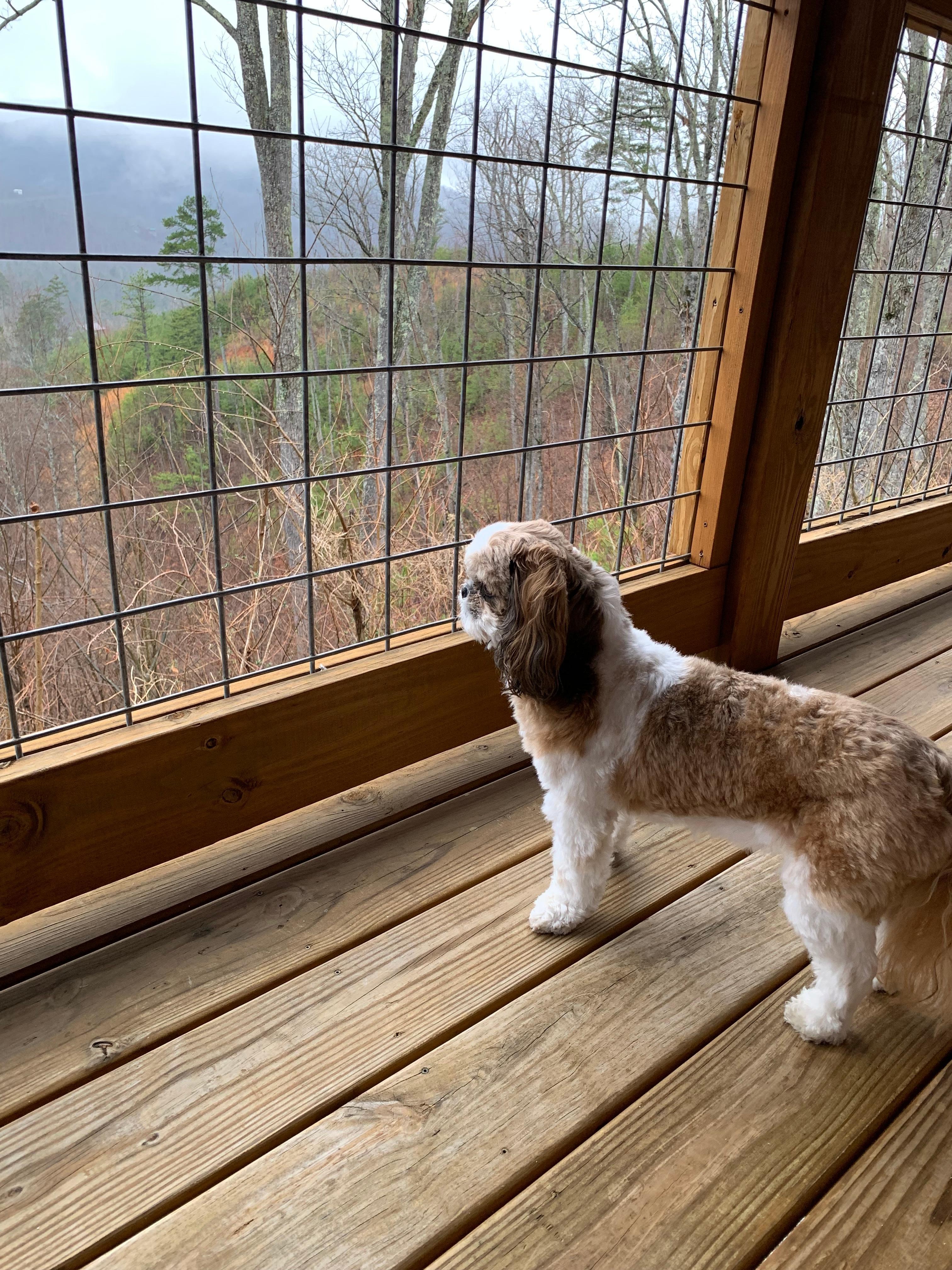 Beautiful view from our cabin!