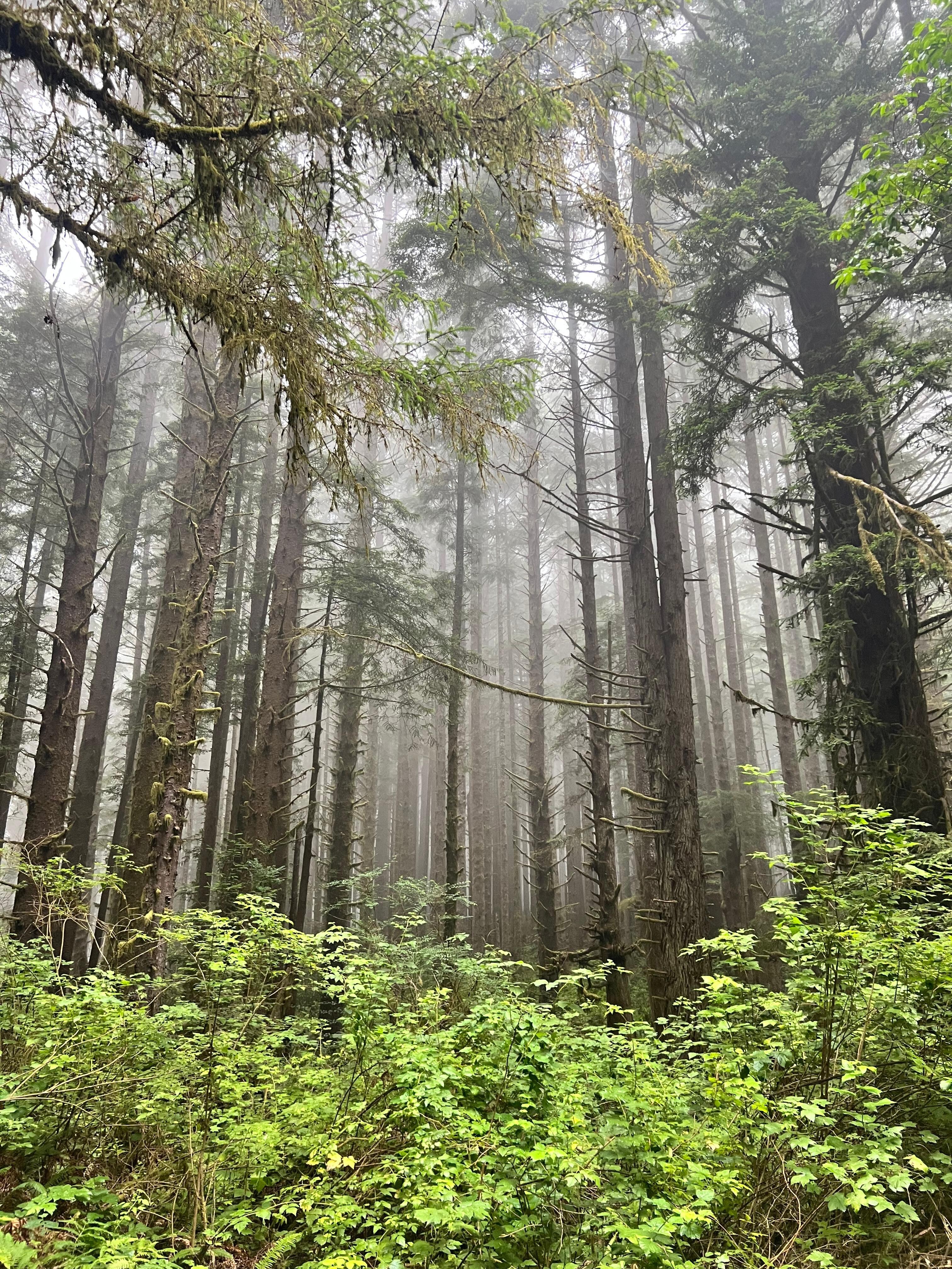Jedediah Redwoods has a ton of trails. Our favorite was The Boyscout trail 