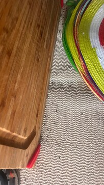 Mouse turds under the sink