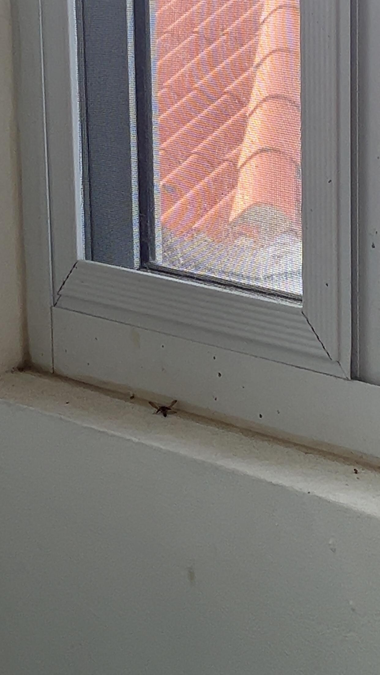This is an area that looked as if it had not been cleaned and this is in all windows.