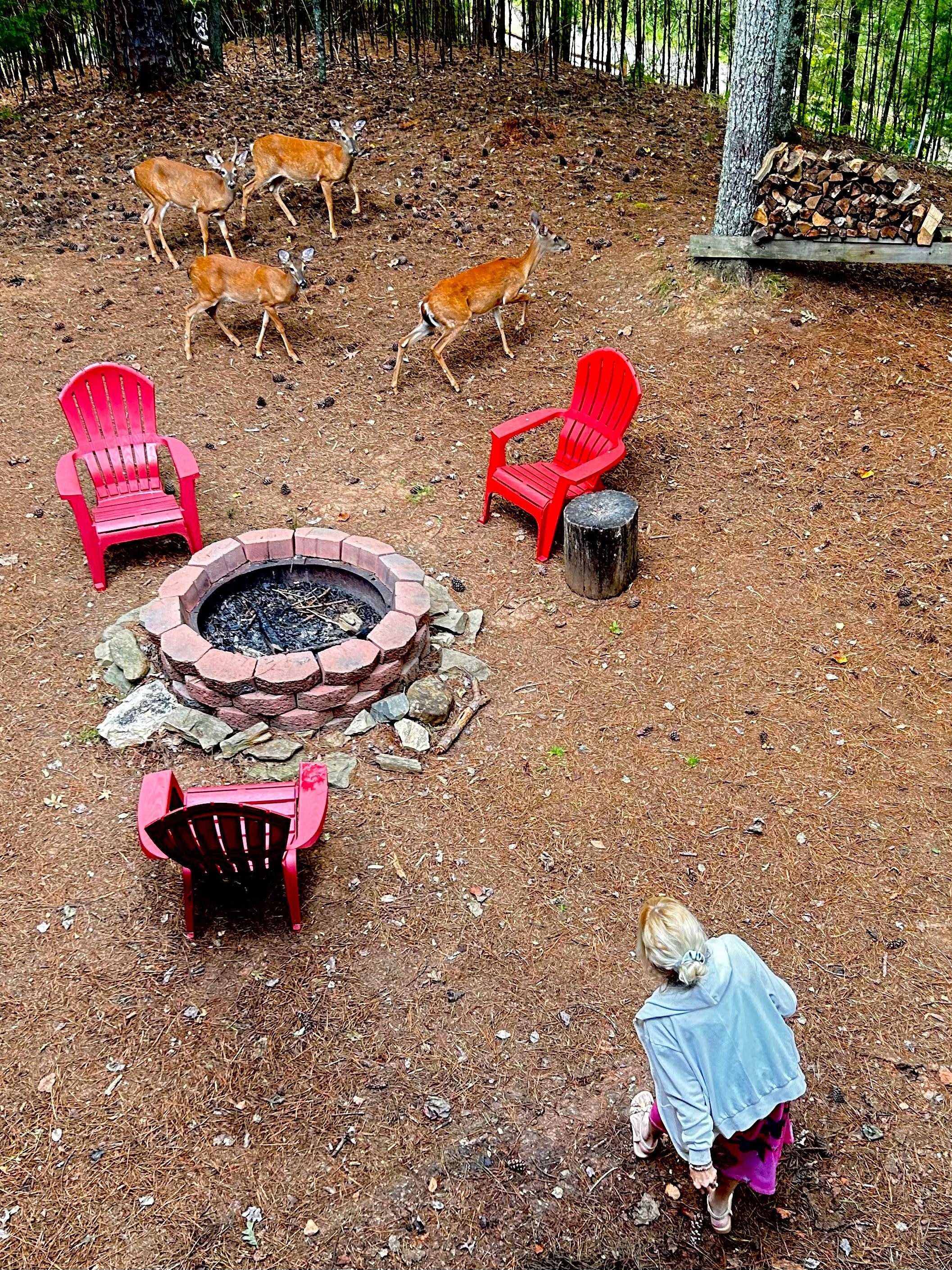 Saw the deer everyday