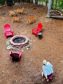 Saw the deer everyday