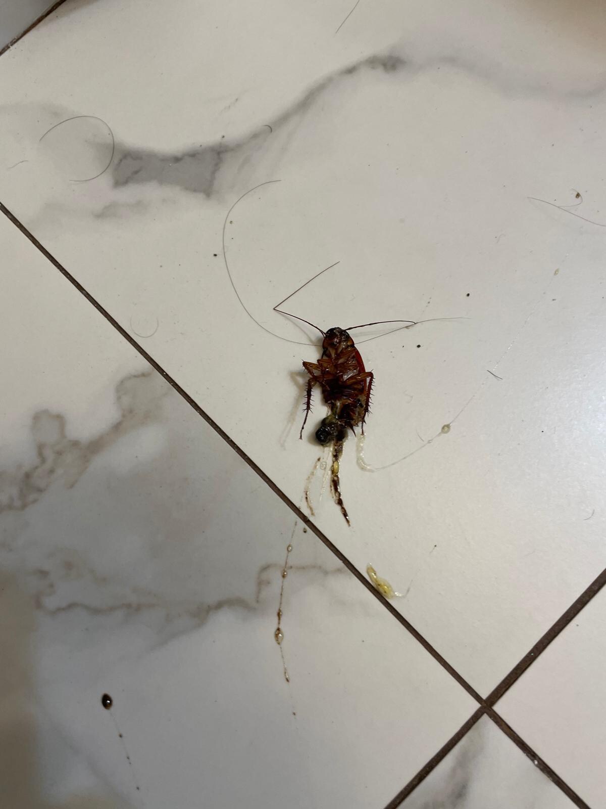 Drôle de bestioles dans la salle bain 