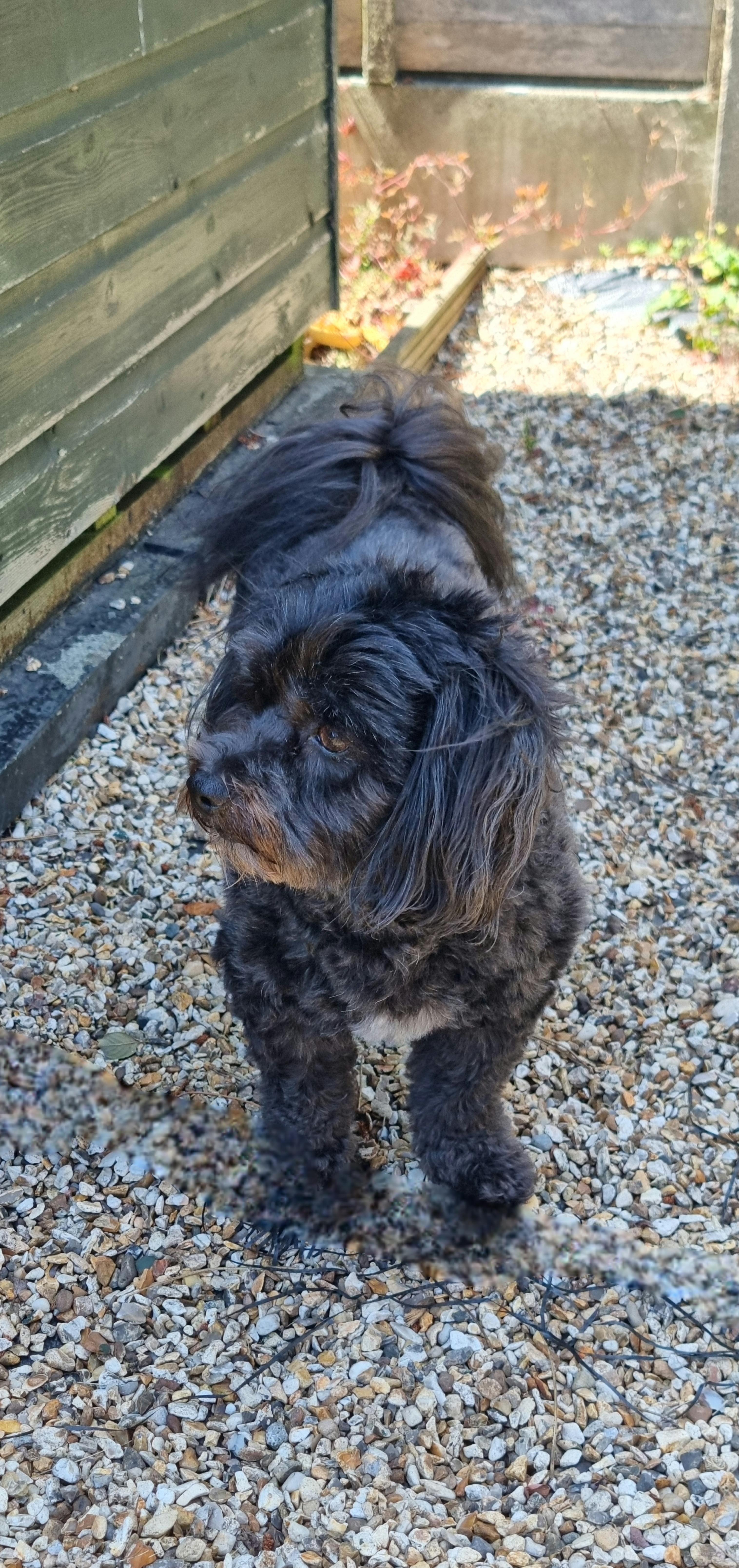 Button in the garden