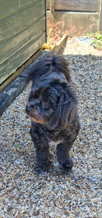 Button in the garden