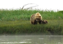 Hiking with the bears in Katmai National Park