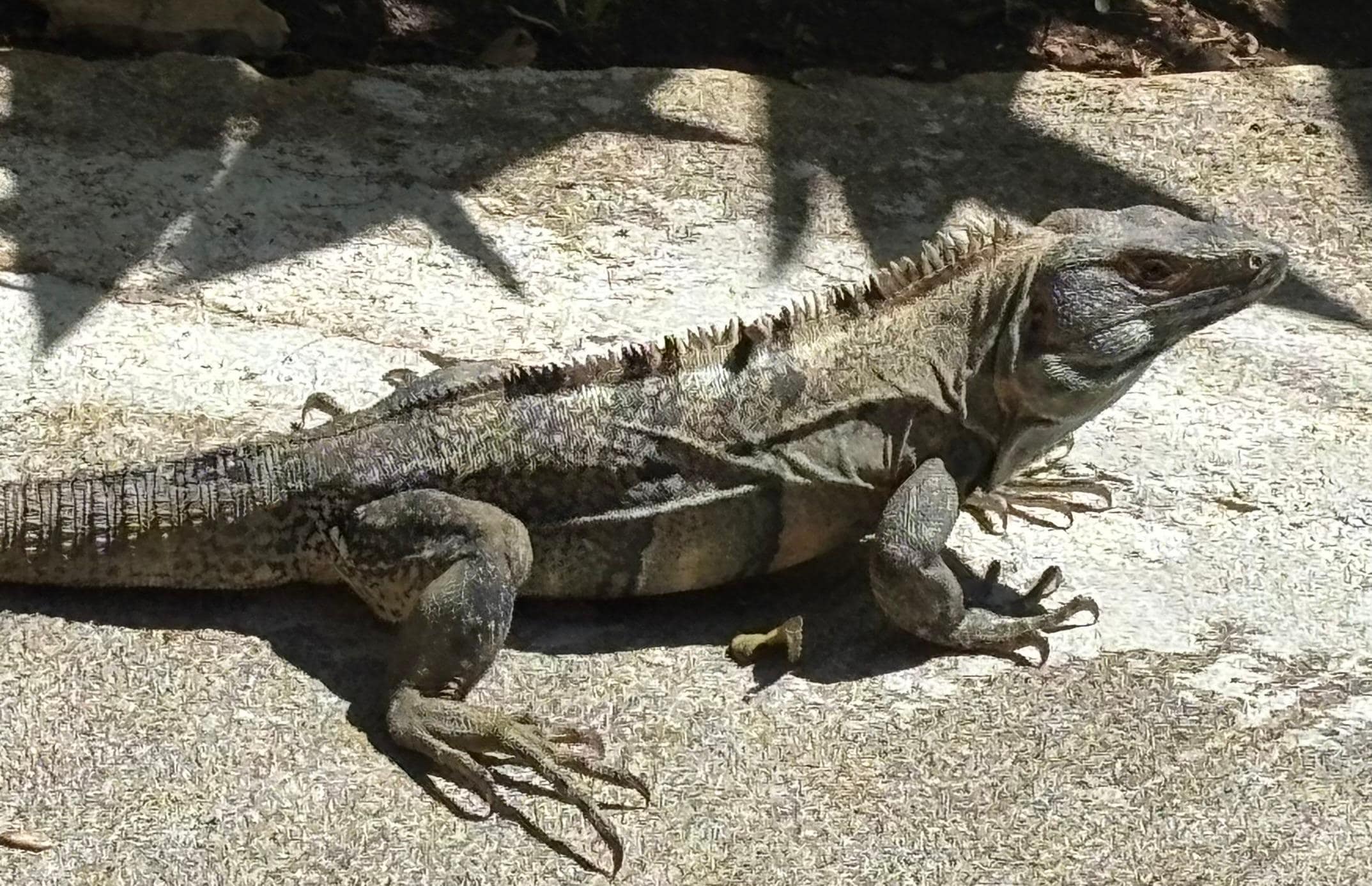 This guy was right outside our door one afternoon.