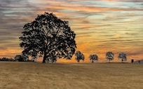 Big oak with a tire swing.