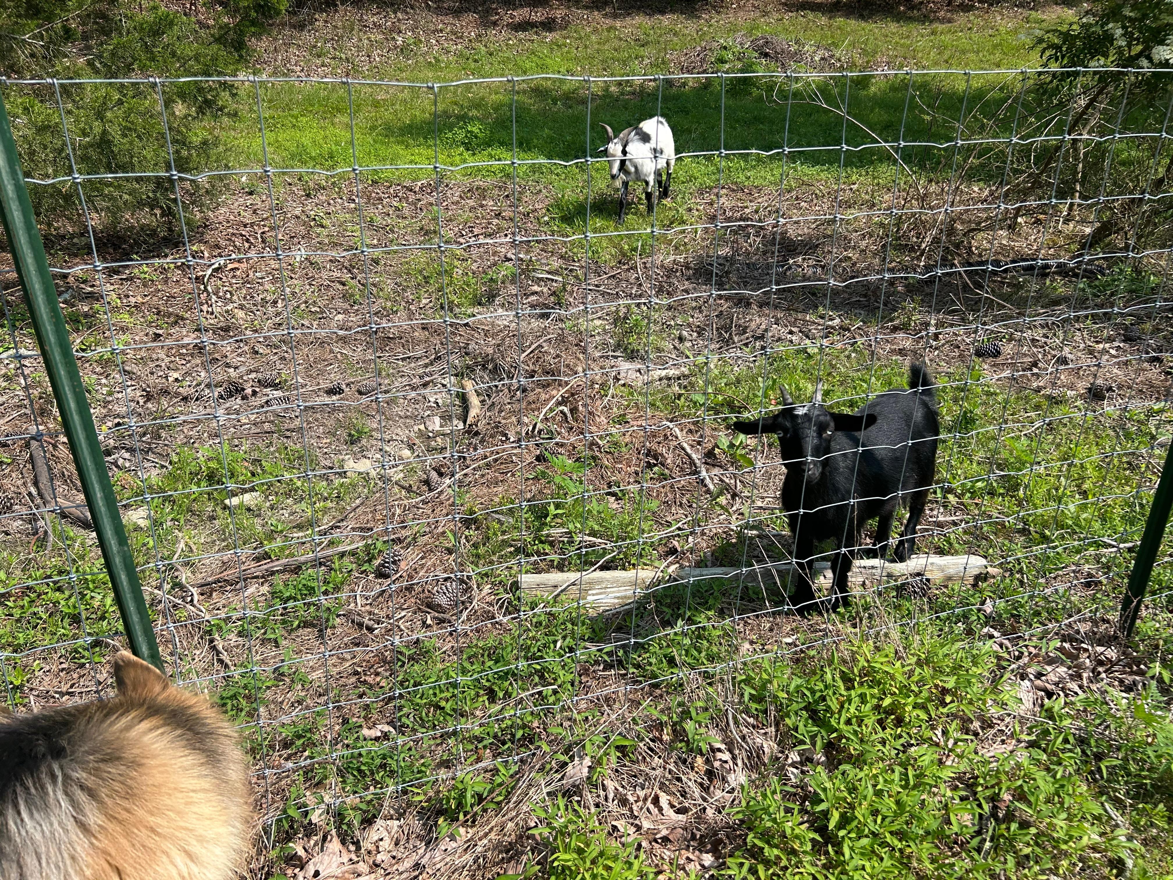 Goats greeted us every morning 