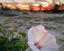 Surprise blooms in front yard