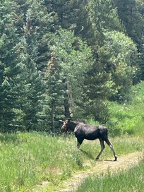 Moose off the trail next to the house