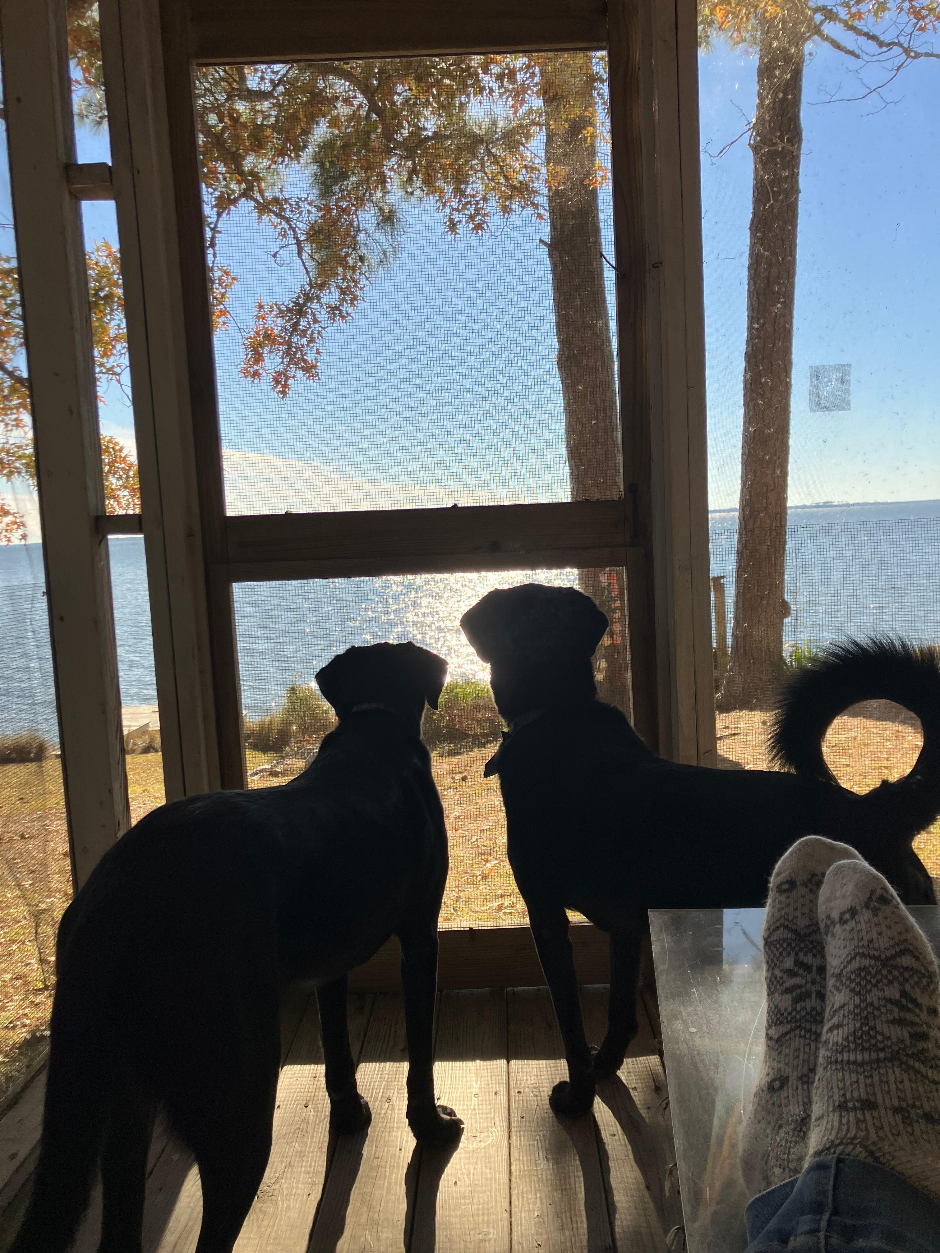 Sunny and Beau enjoying the beautiful views!