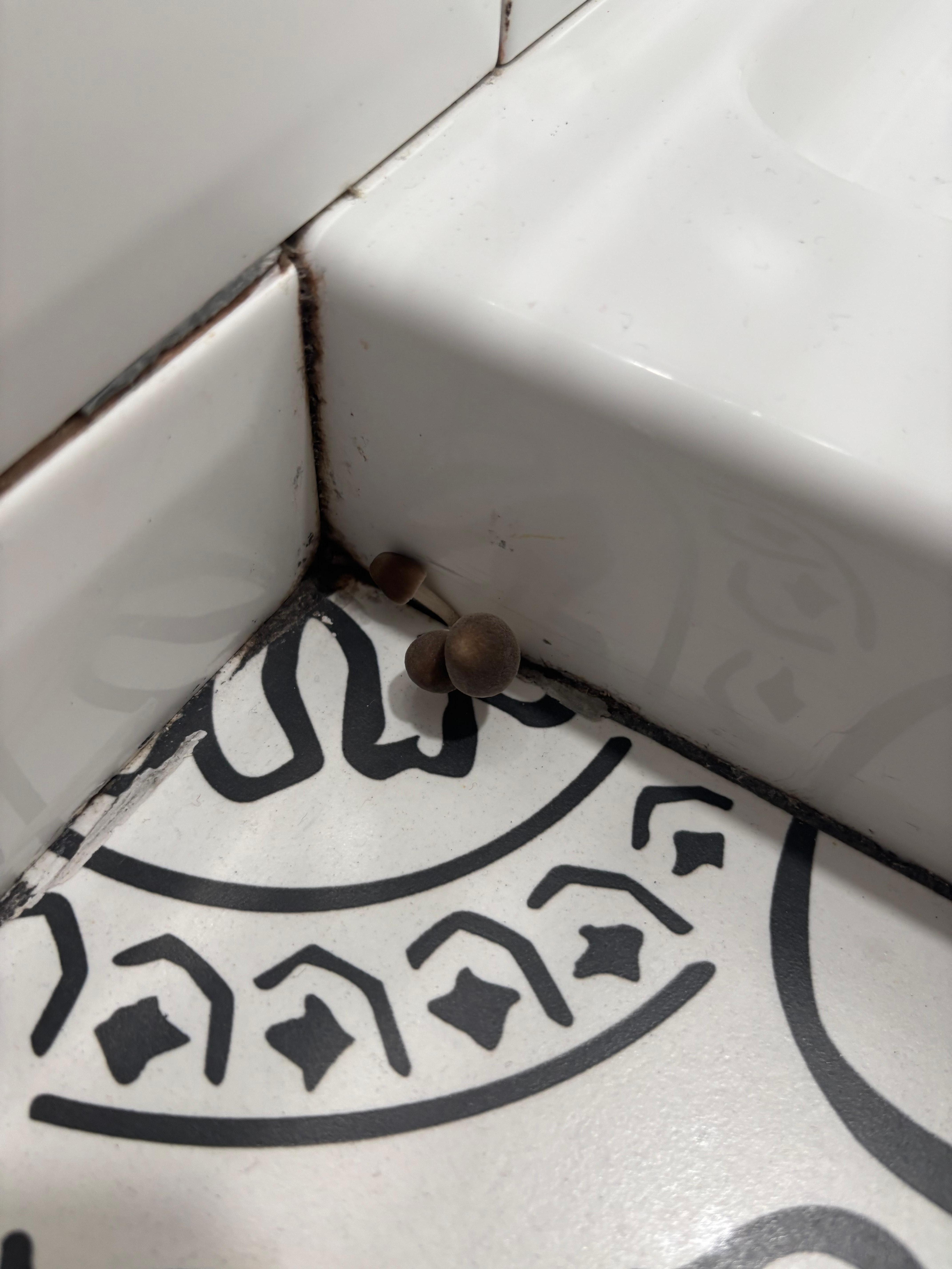 The start of the mushroom growing