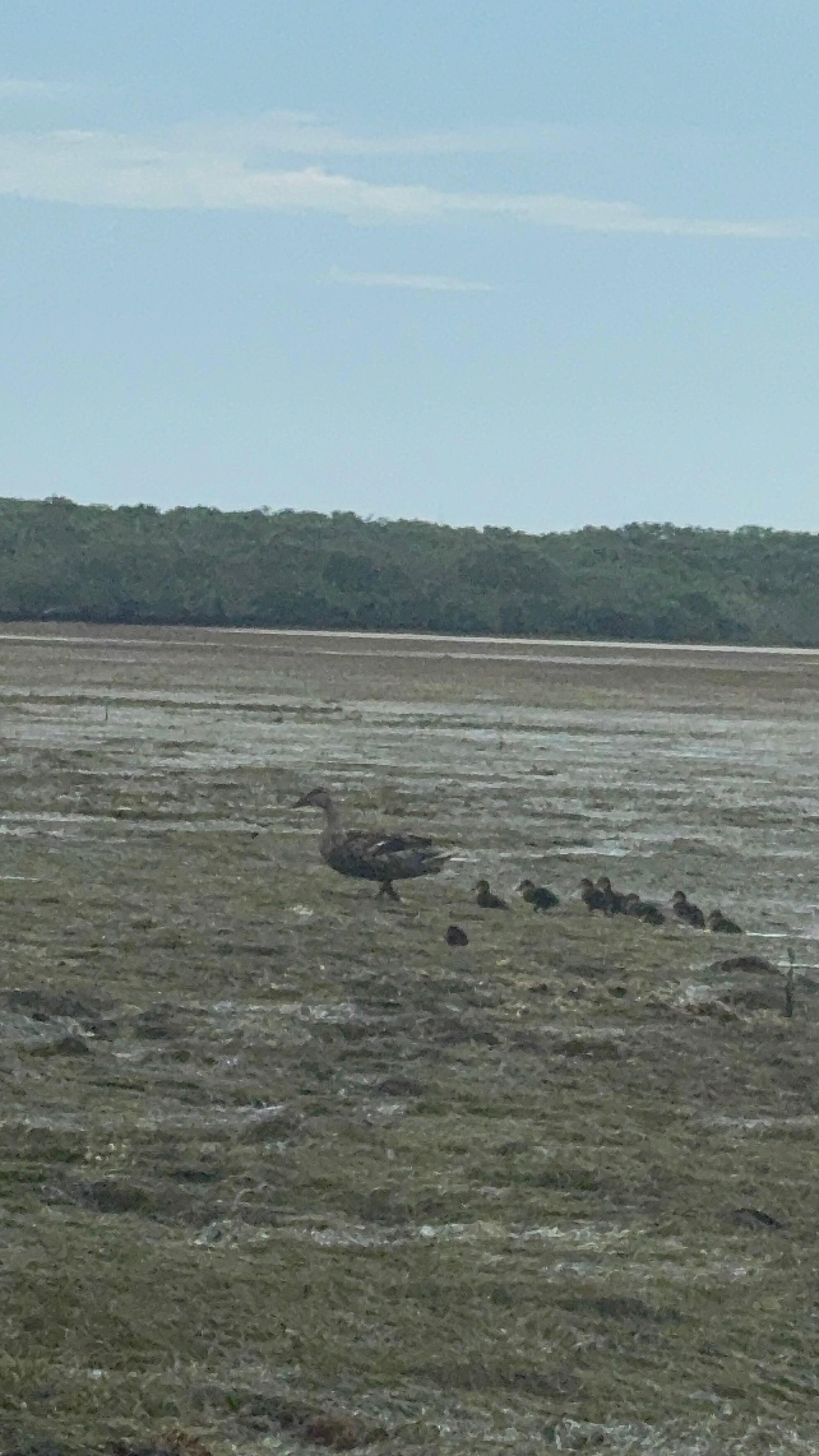 View from the low tide kayak trip. 