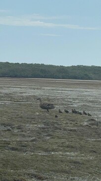 View from the low tide kayak trip.