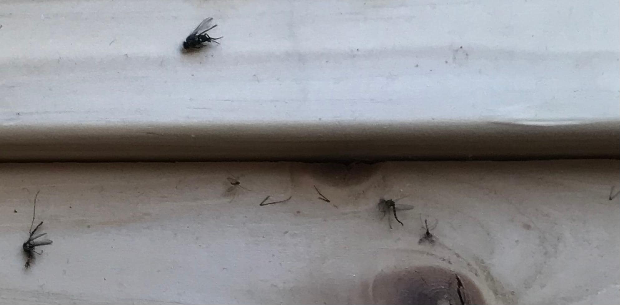 Some of the bugs.
