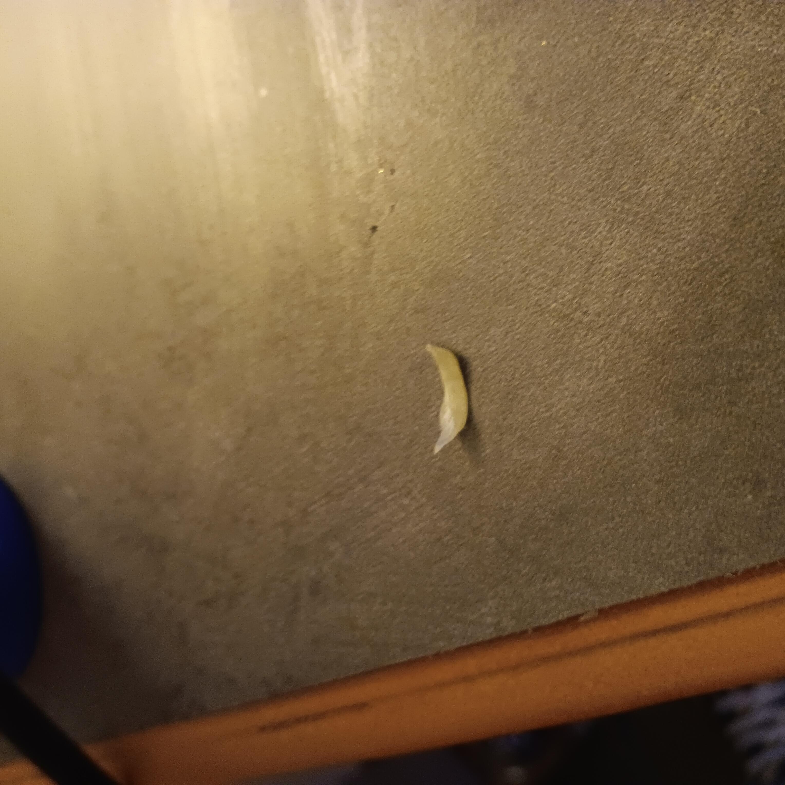 Toenail found on carpet