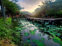 Beautiful stream running through the property.