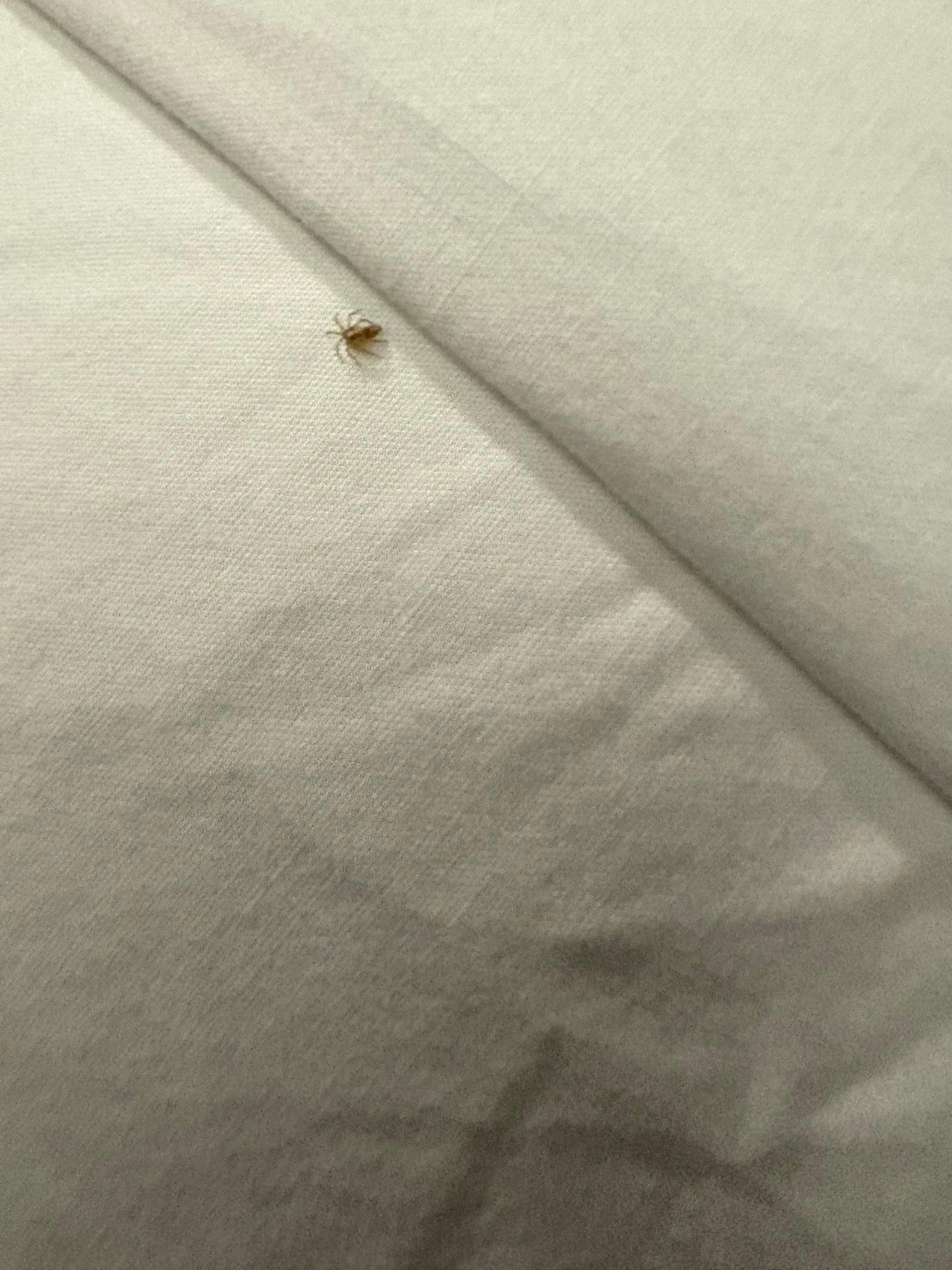 Spider running on bed pond arriving 