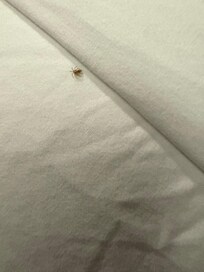 Spider running on bed pond arriving