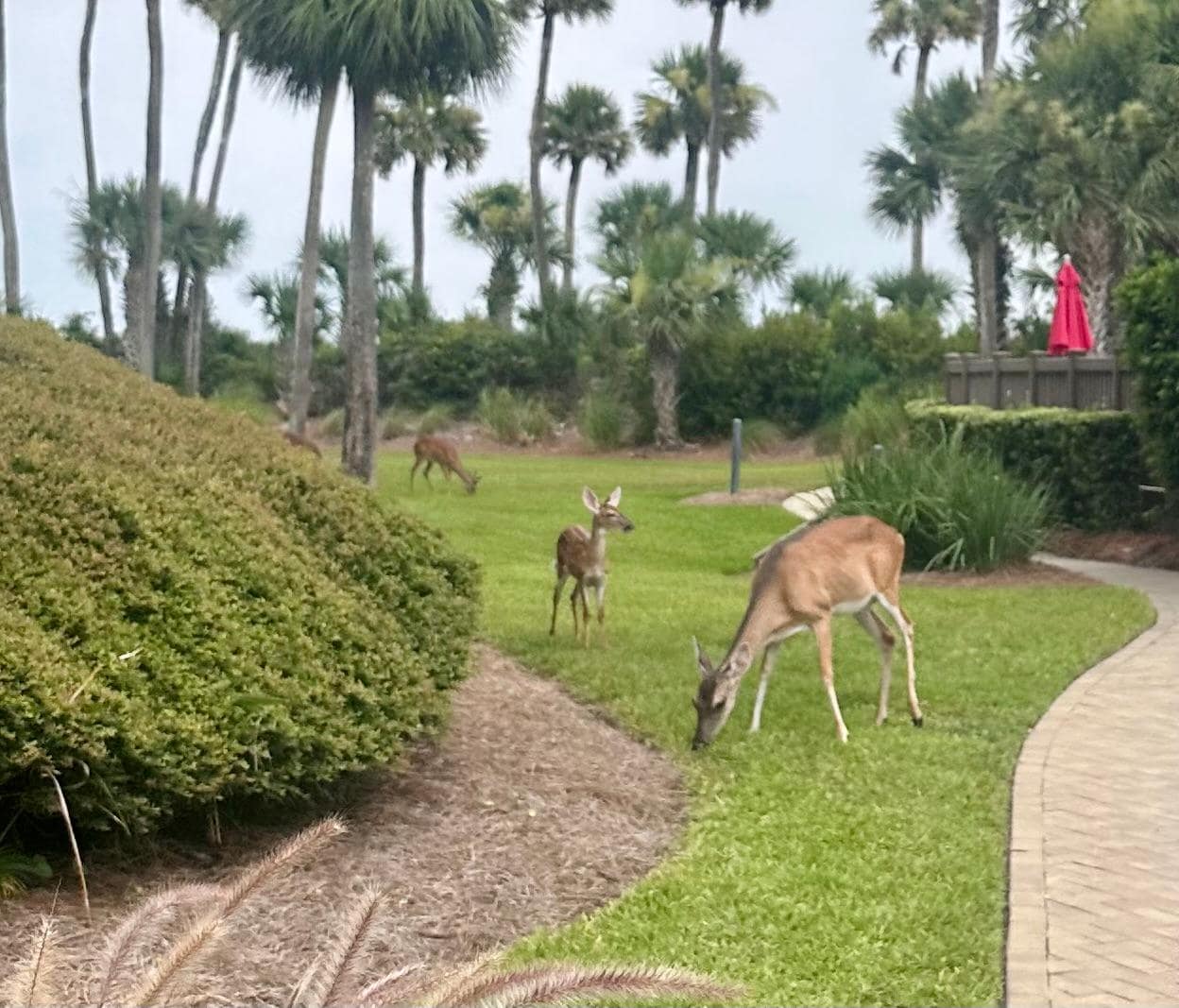 Just some of the daily deer on your way to the pool! 