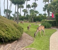 Just some of the daily deer on your way to the pool!