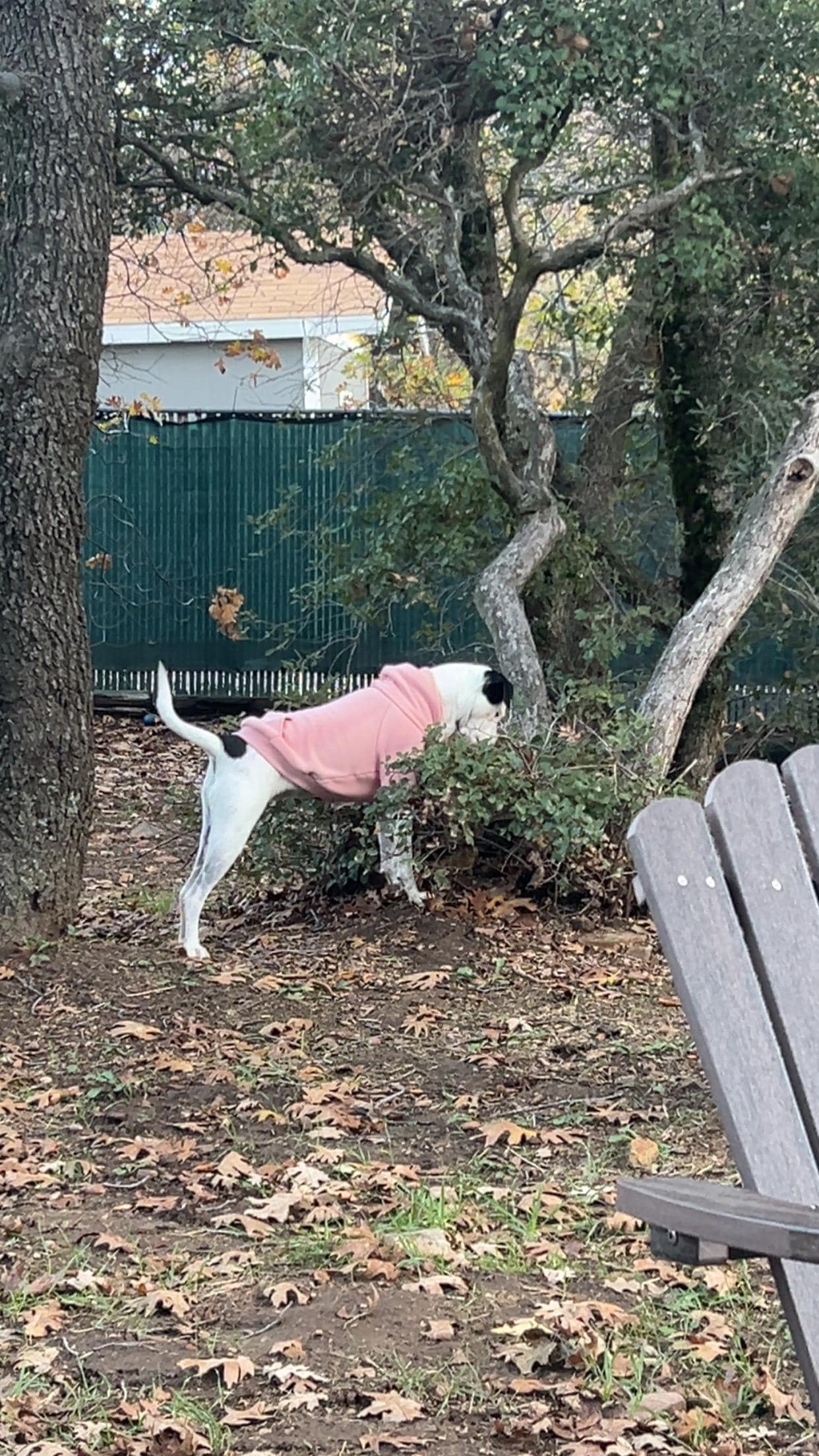Checking out the yard