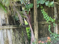 Privacy fence is falling down. Can't lock the gate.