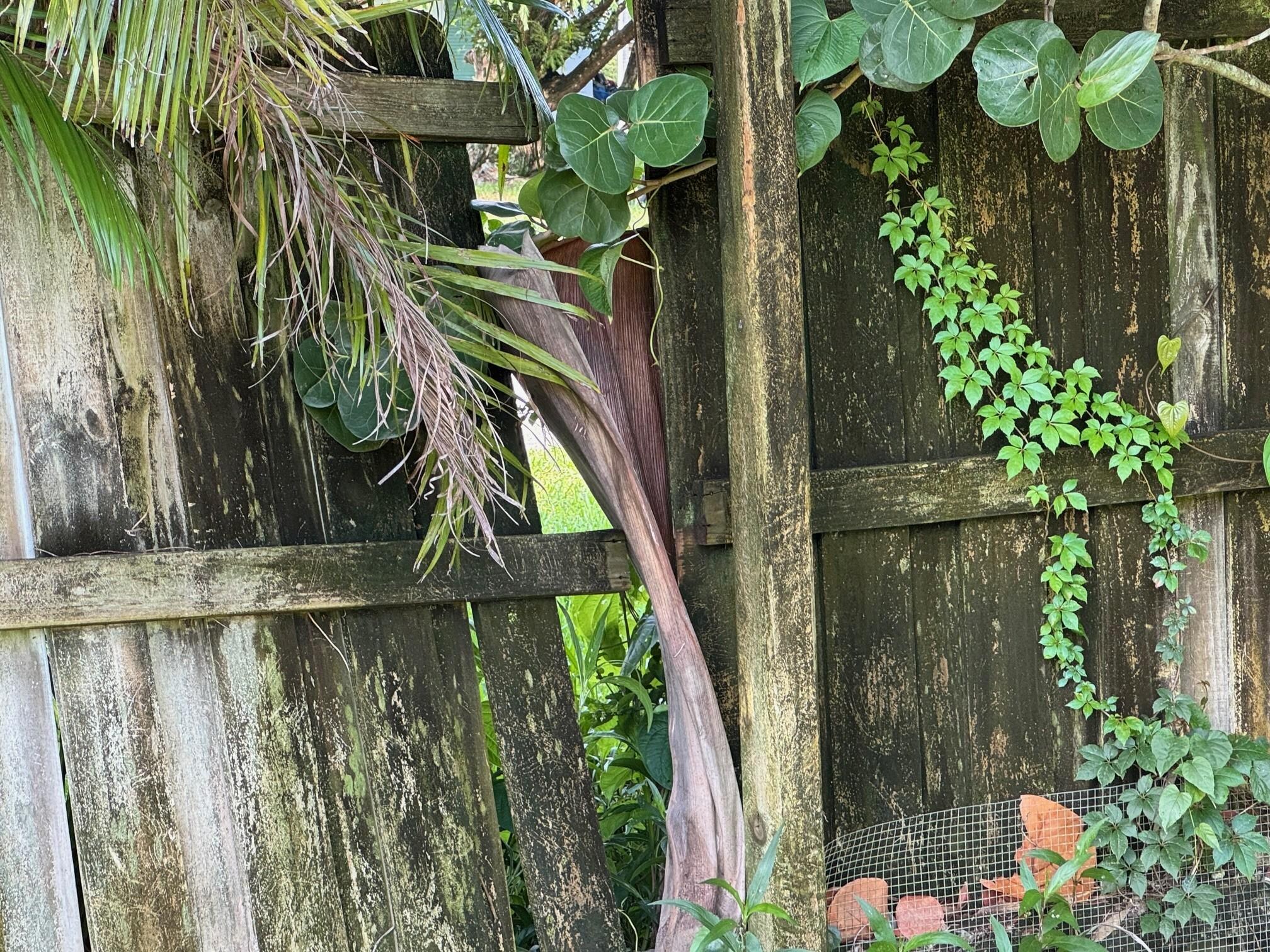 Privacy fence is falling down. Can't lock the gate.