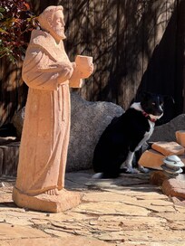 Roxy loves St. Francis. Great yard.