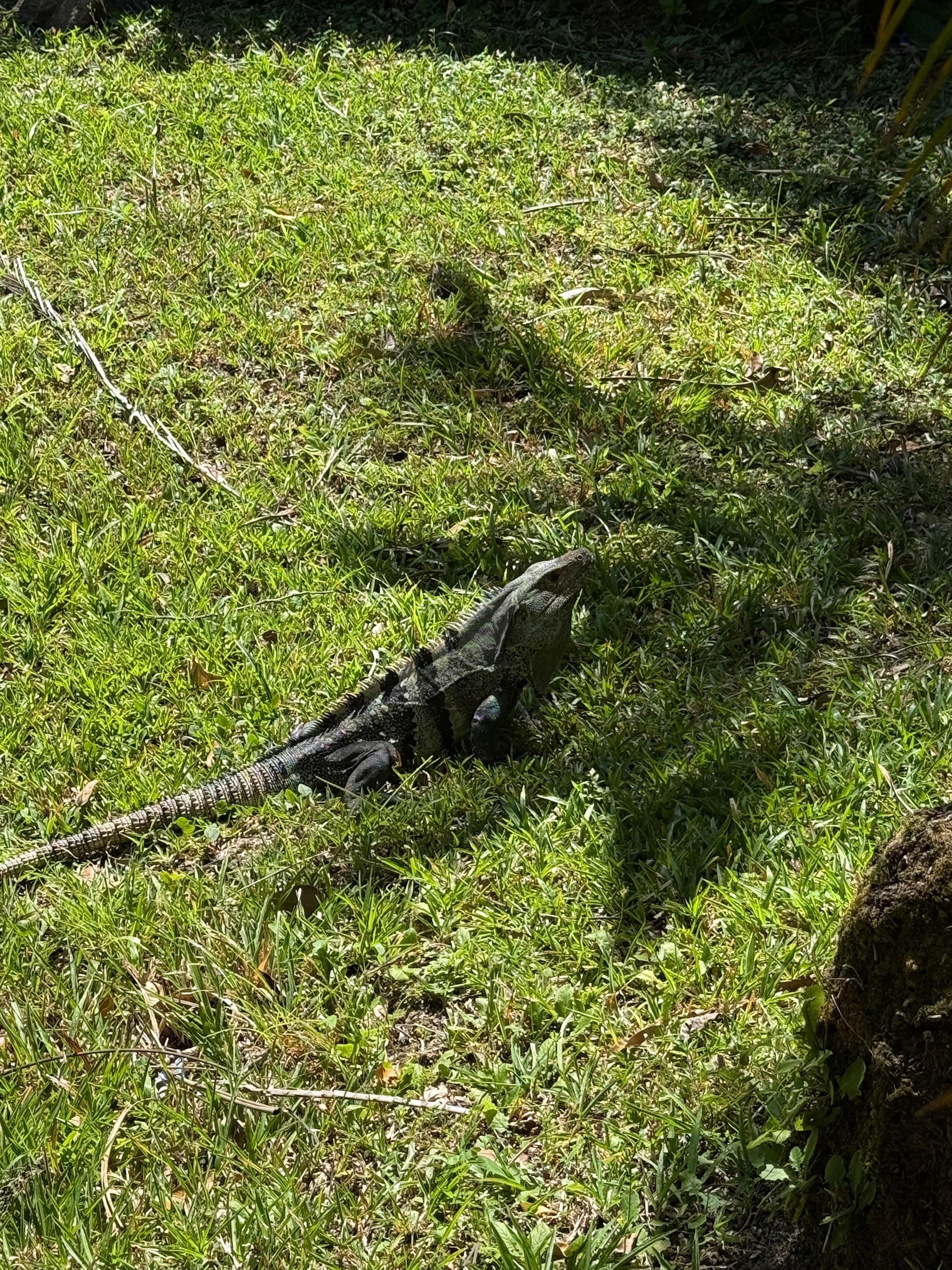 Seen frequently on the grounds