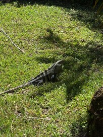 Seen frequently on the grounds