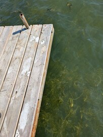 No ladder to exit, Lake full of weeds