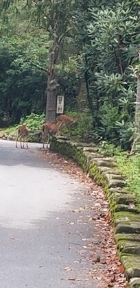 Morning walk