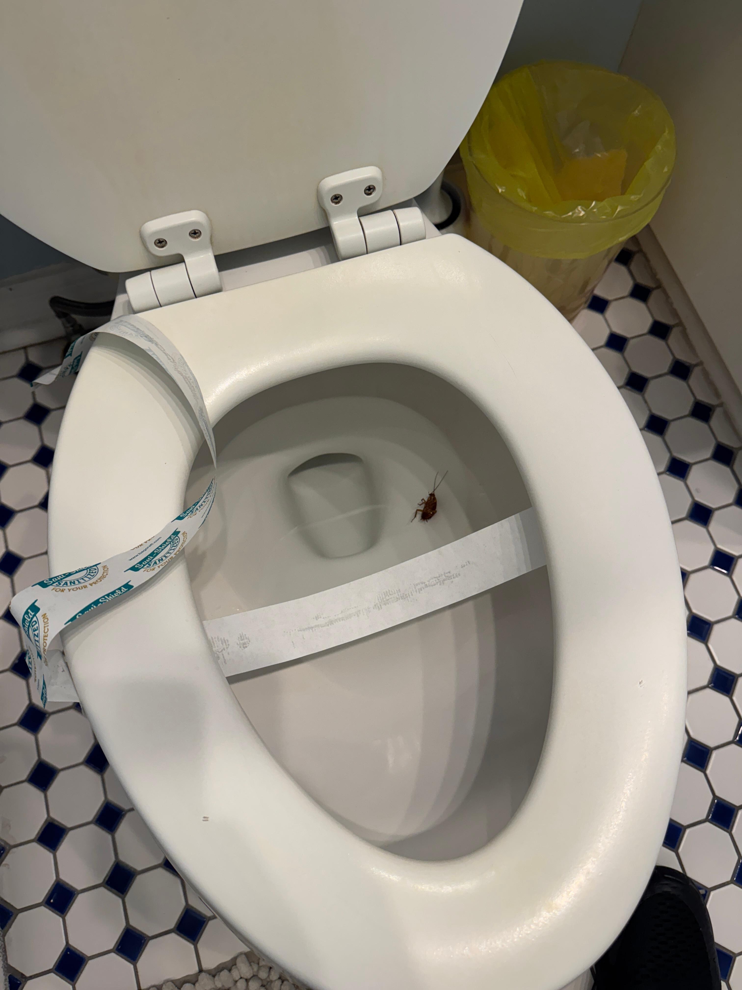 Large roach in the toilet