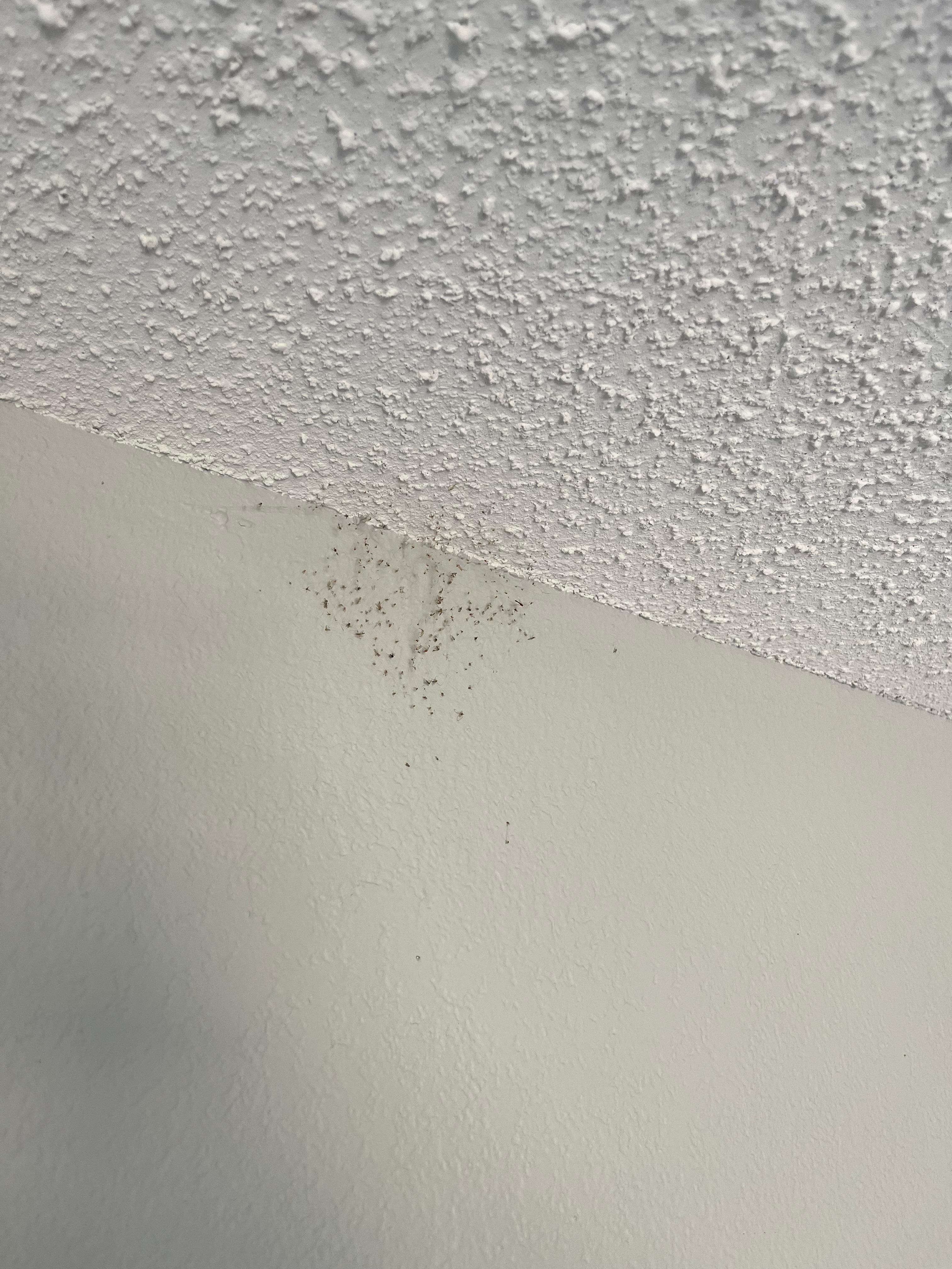 Cobwebs in master  bedroom 