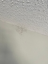 Cobwebs in master bedroom