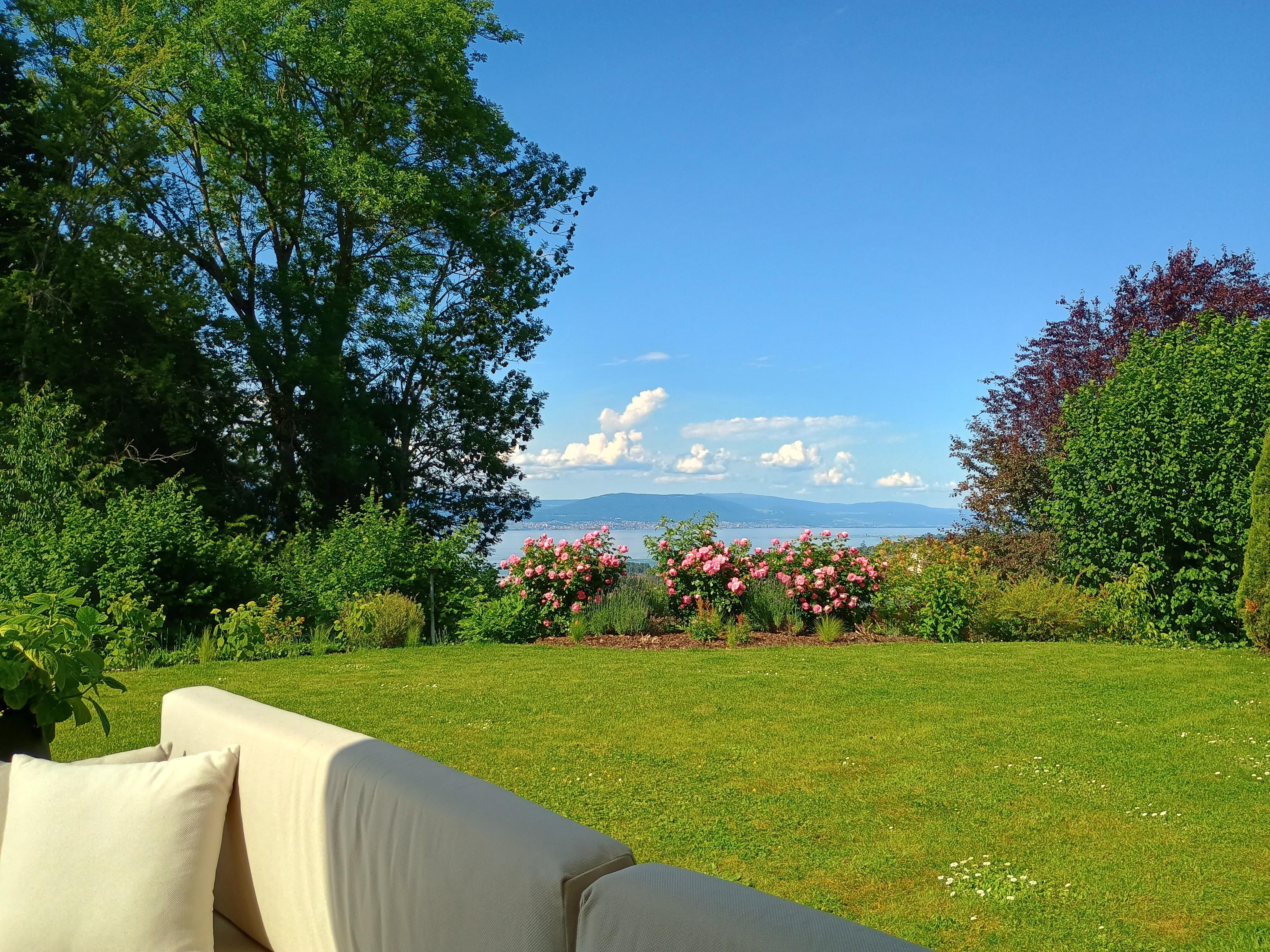 The view from the patio 
