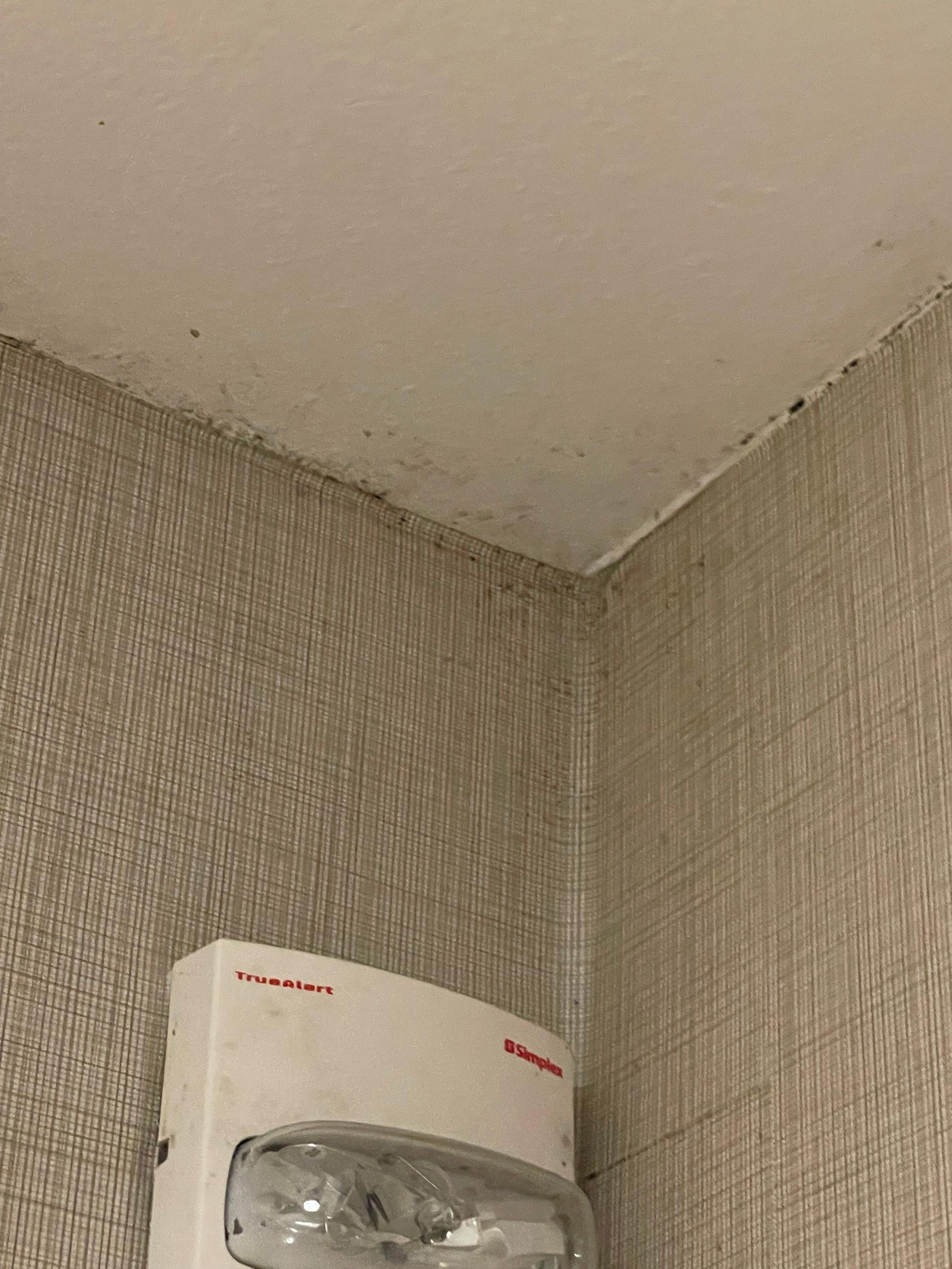 Mold in the bathroom 