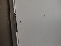 Bugs in the windows