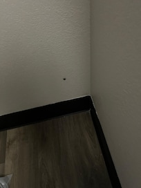 Bed bug crawling