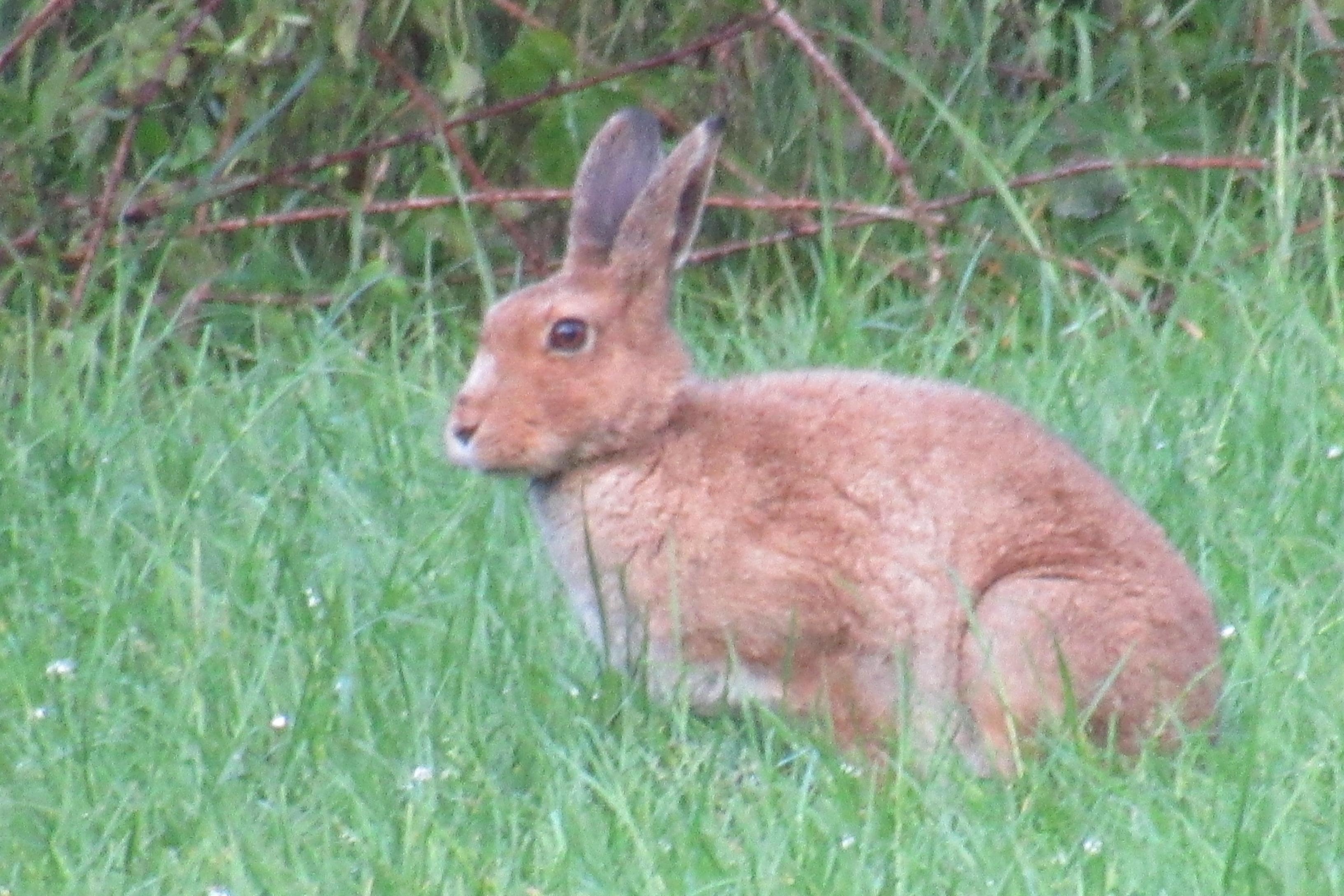 The Irish hare