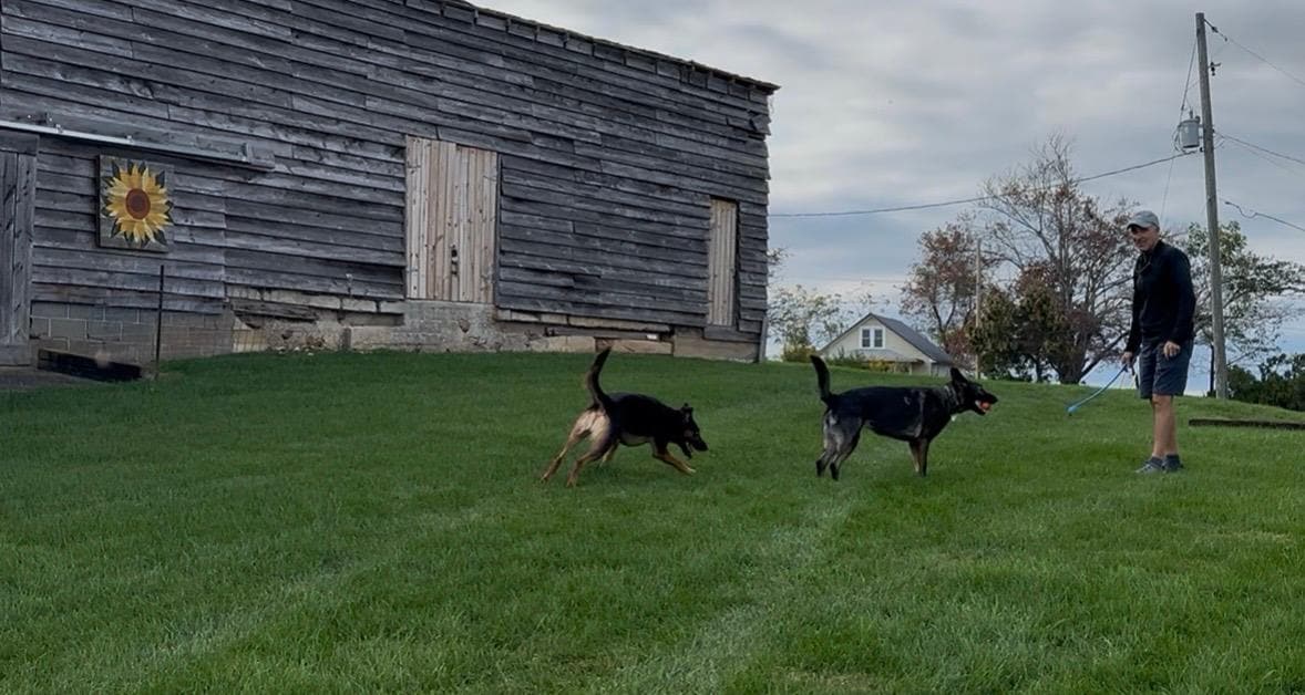 The Dairy Barn -dog friendly yard